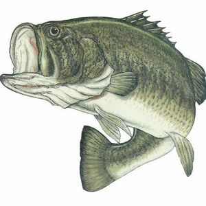 Meet your Posher, Geogria bass